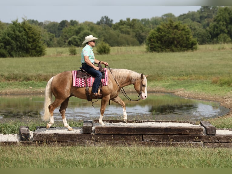 American Quarter Horse Wallach 6 Jahre 152 cm Palomino in Buffalo