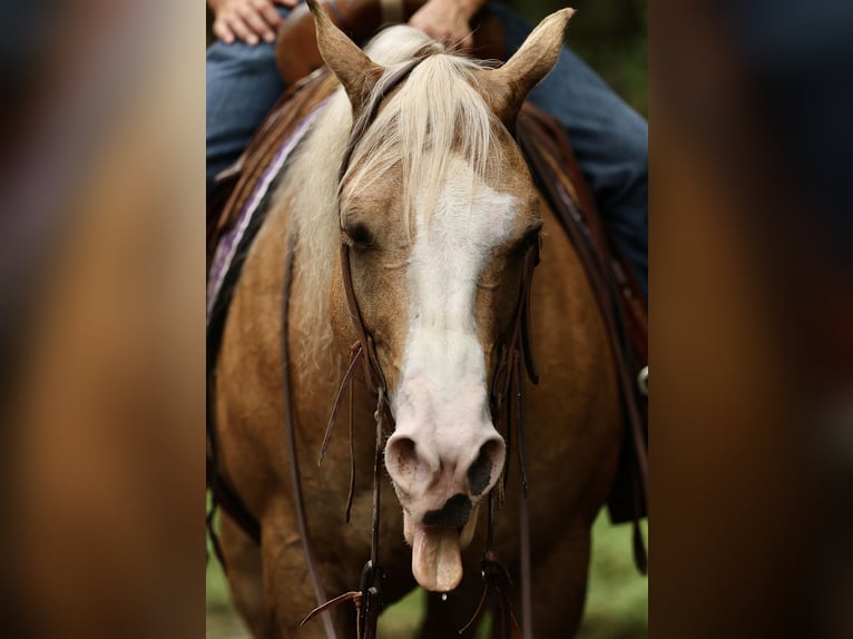 American Quarter Horse Wallach 6 Jahre 152 cm Palomino in Buffalo