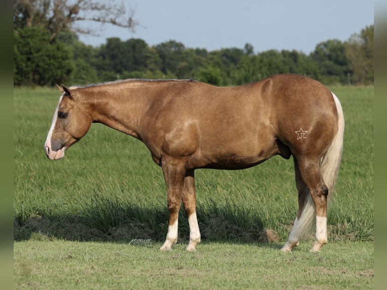 American Quarter Horse Wallach 6 Jahre 152 cm Palomino in Buffalo