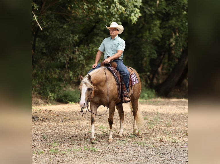 American Quarter Horse Wallach 6 Jahre 152 cm Palomino in Buffalo