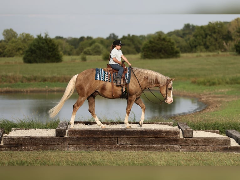 American Quarter Horse Wallach 6 Jahre 152 cm Palomino in Buffalo