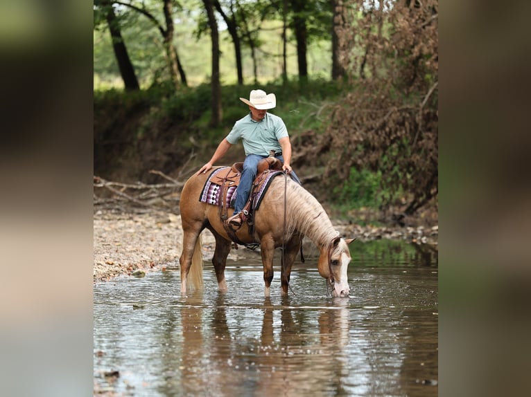American Quarter Horse Wallach 6 Jahre 152 cm Palomino in Buffalo