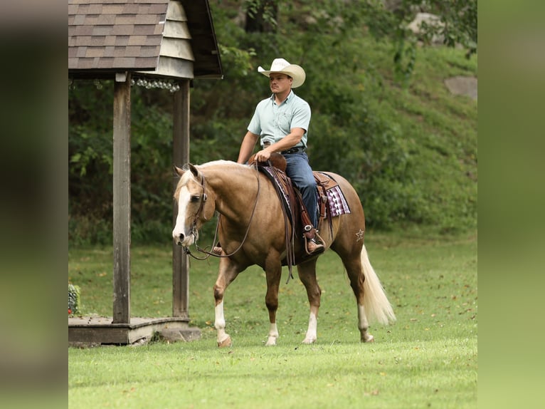 American Quarter Horse Wallach 6 Jahre 152 cm Palomino in Buffalo