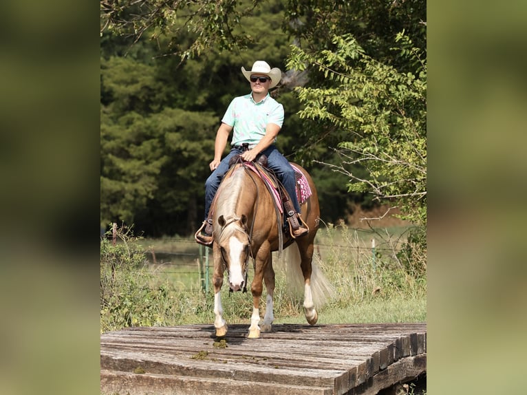 American Quarter Horse Wallach 6 Jahre 152 cm Palomino in Buffalo