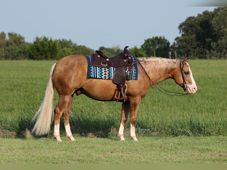 American Quarter Horse Wallach 6 Jahre 152 cm Palomino in Buffalo
