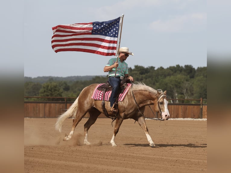 American Quarter Horse Wallach 6 Jahre 152 cm Palomino in Buffalo