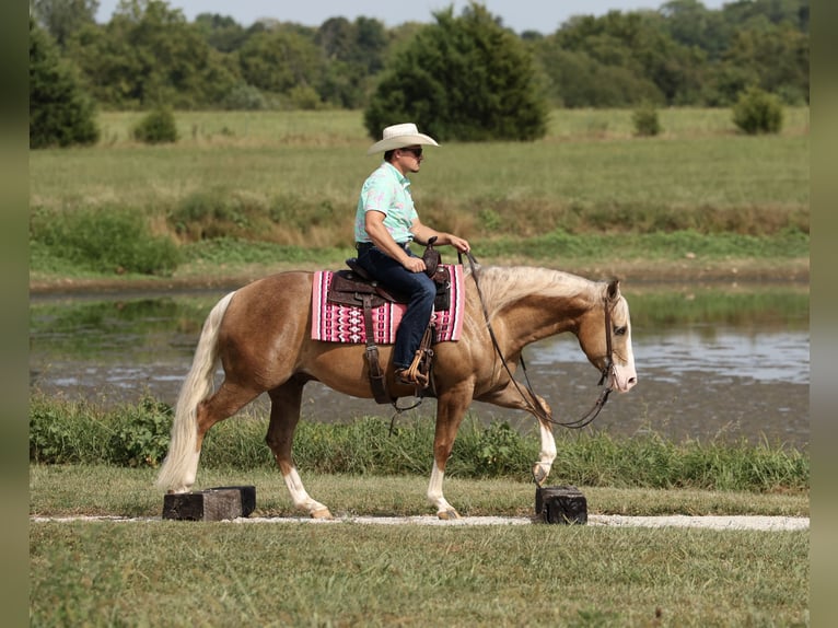 American Quarter Horse Wallach 6 Jahre 152 cm Palomino in Buffalo