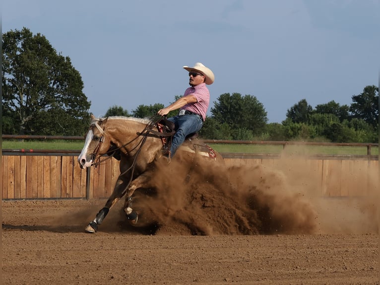 American Quarter Horse Wallach 6 Jahre 152 cm Palomino in Buffalo