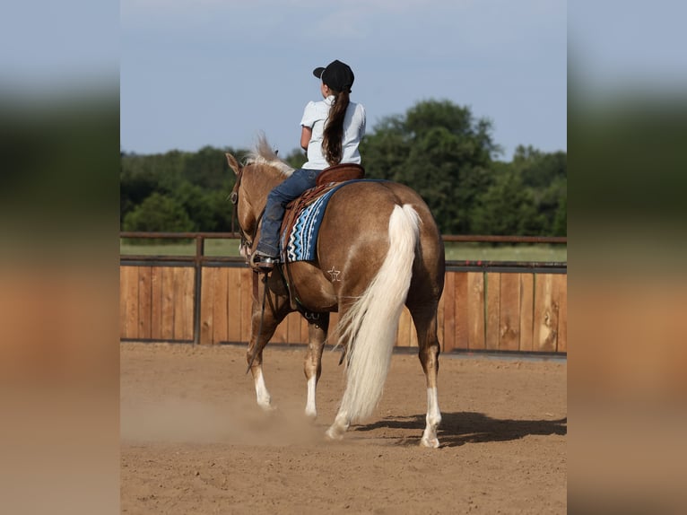American Quarter Horse Wallach 6 Jahre 152 cm Palomino in Buffalo