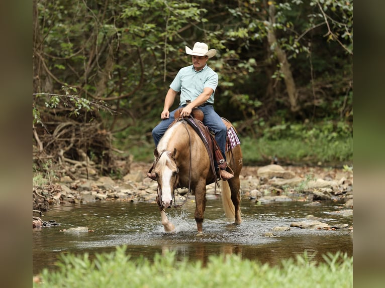 American Quarter Horse Wallach 6 Jahre 152 cm Palomino in Buffalo