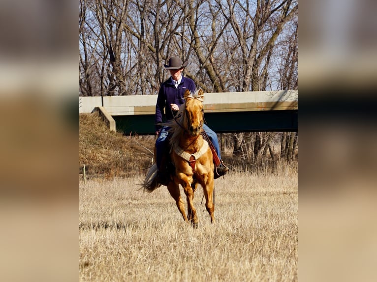 American Quarter Horse Wallach 6 Jahre 152 cm Palomino in Brandon