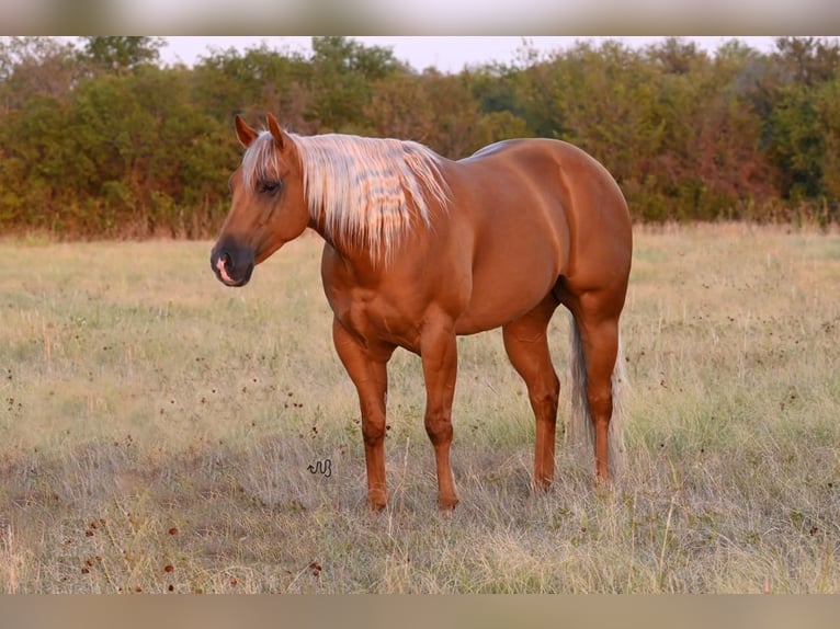 American Quarter Horse Wallach 6 Jahre 152 cm Palomino in Waco, TX
