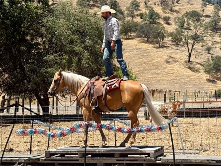 American Quarter Horse Wallach 6 Jahre 152 cm Palomino in Tres Pinos
