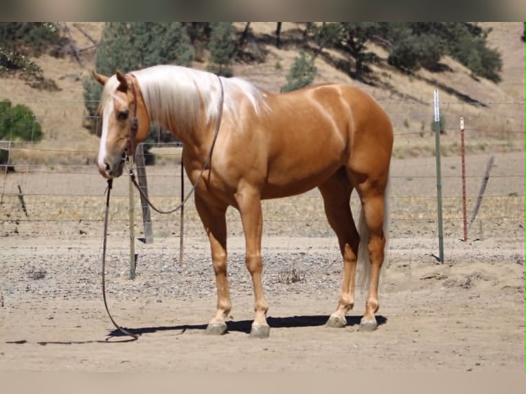 American Quarter Horse Wallach 6 Jahre 152 cm Palomino in Tres Pinos