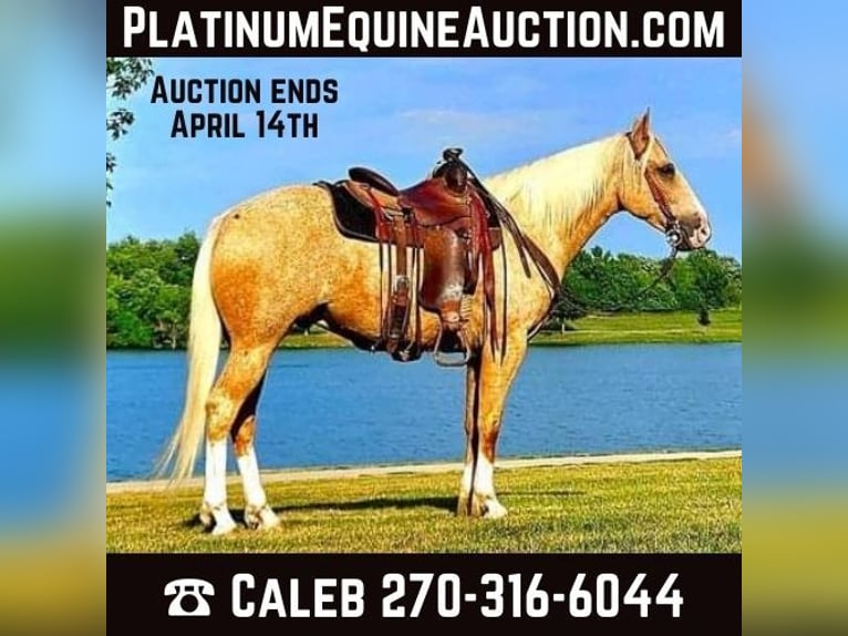 American Quarter Horse Wallach 6 Jahre 152 cm Palomino in FORDSVILLE, KY