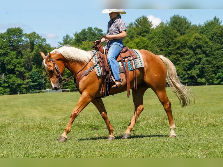 American Quarter Horse Wallach 6 Jahre 152 cm Palomino in Clarion
