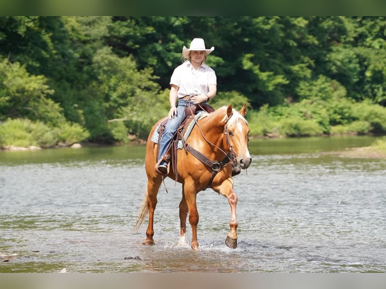 American Quarter Horse Wallach 6 Jahre 152 cm Palomino in Clarion