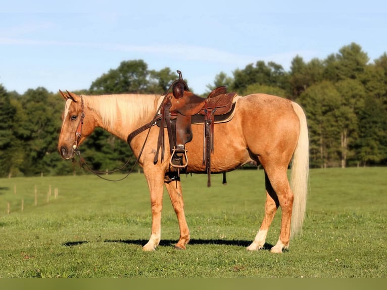 American Quarter Horse Wallach 6 Jahre 152 cm Palomino in Clarion