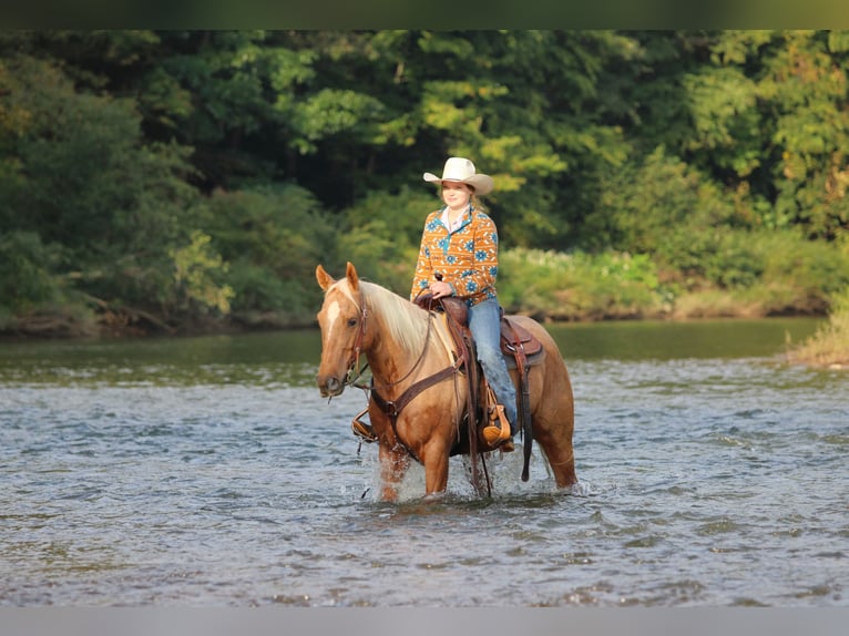 American Quarter Horse Wallach 6 Jahre 152 cm Palomino in Clarion