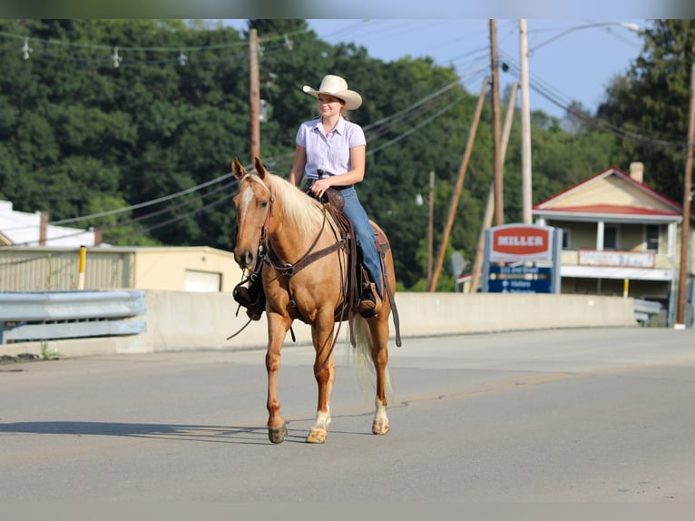 American Quarter Horse Wallach 6 Jahre 152 cm Palomino in Clarion