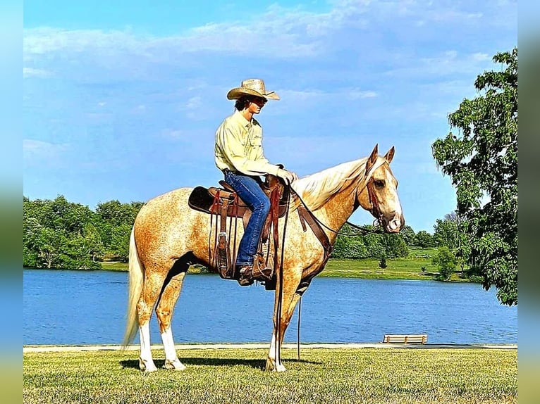 American Quarter Horse Wallach 6 Jahre 152 cm Palomino in LaCyngne, KS