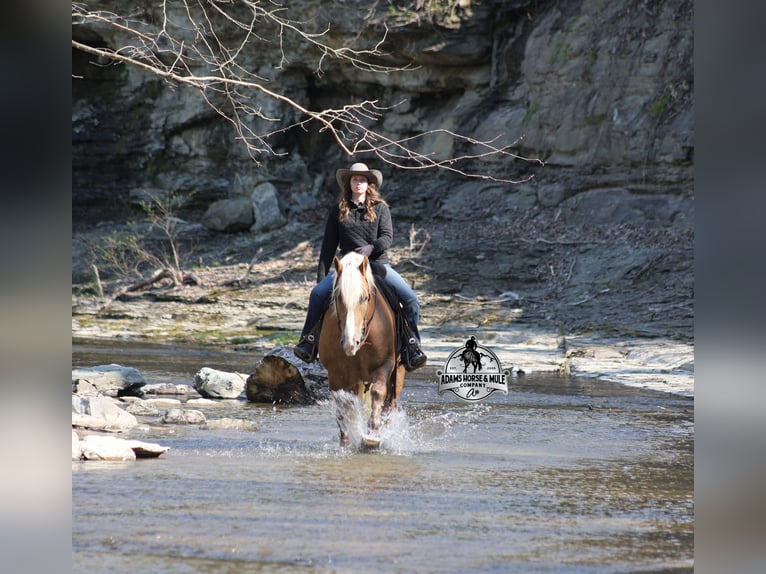 American Quarter Horse Wallach 6 Jahre 152 cm Palomino in Mount Vernon