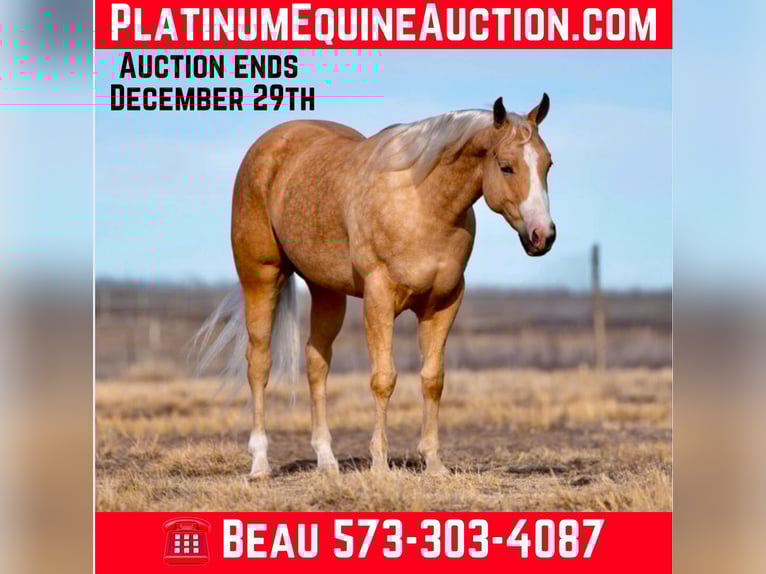 American Quarter Horse Wallach 6 Jahre 152 cm Palomino in Mountain Grove Mo
