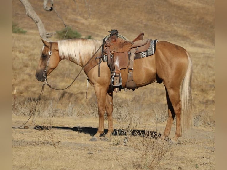 American Quarter Horse Wallach 6 Jahre 152 cm Palomino in Paicines CA
