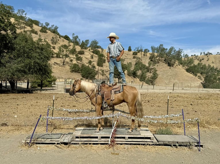 American Quarter Horse Wallach 6 Jahre 152 cm Palomino in Paicines CA