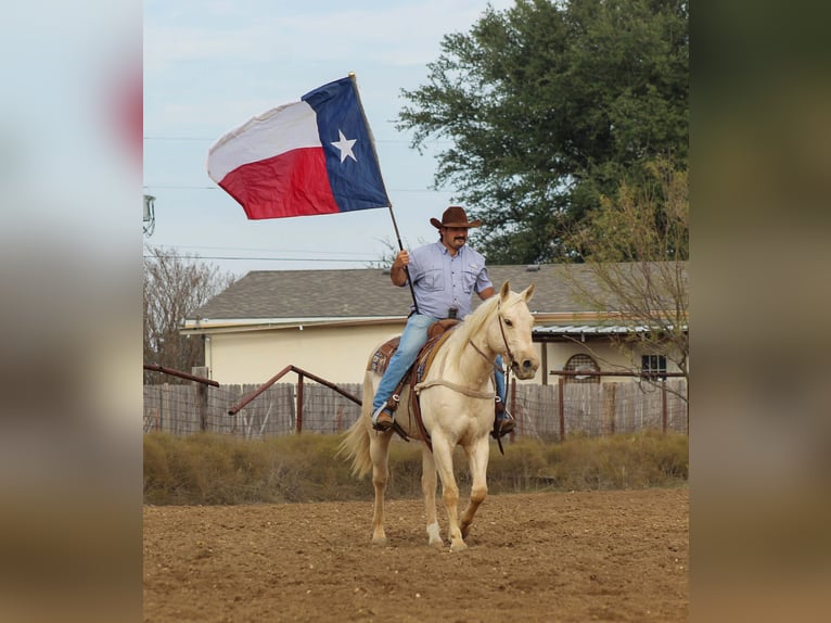 American Quarter Horse Wallach 6 Jahre 152 cm Palomino in Stephenville TX