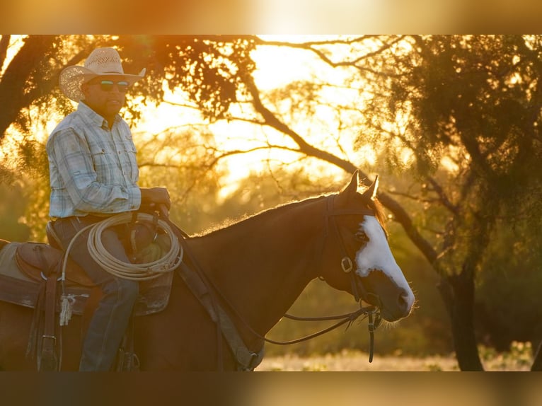 American Quarter Horse Mix Wallach 6 Jahre 152 cm in Terrell, TX