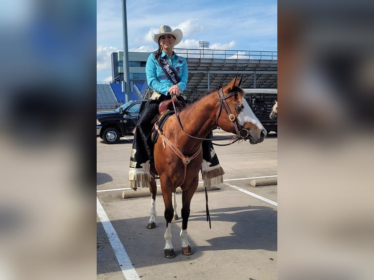 American Quarter Horse Mix Wallach 6 Jahre 152 cm in Terrell, TX
