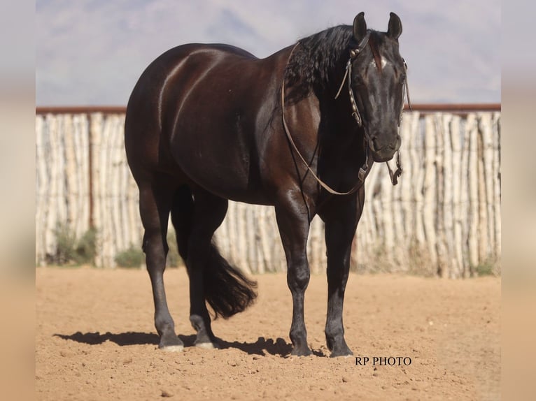 American Quarter Horse Wallach 6 Jahre 152 cm Rappe in Congress