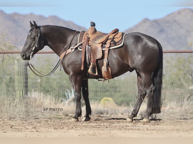 American Quarter Horse Wallach 6 Jahre 152 cm Rappe in Congress