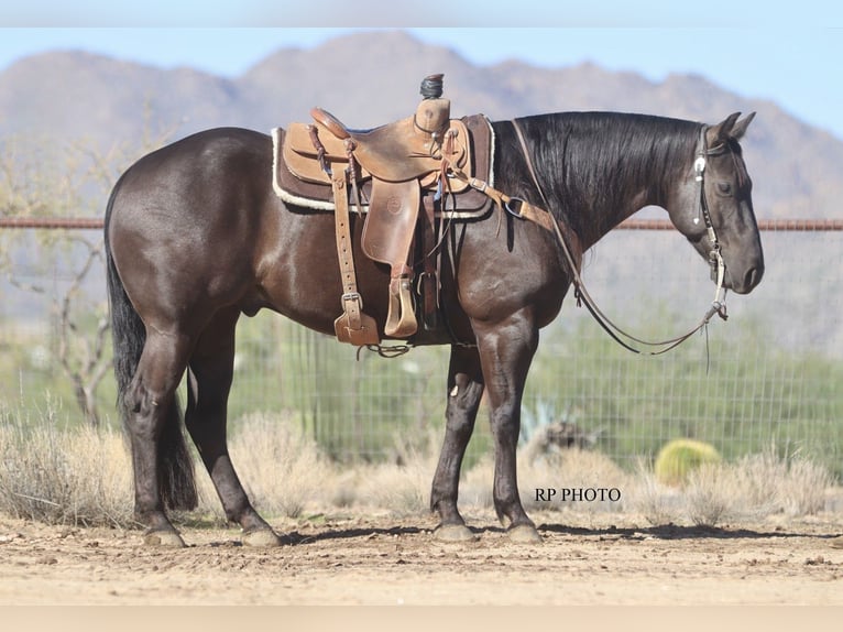 American Quarter Horse Wallach 6 Jahre 152 cm Rappe in Congress