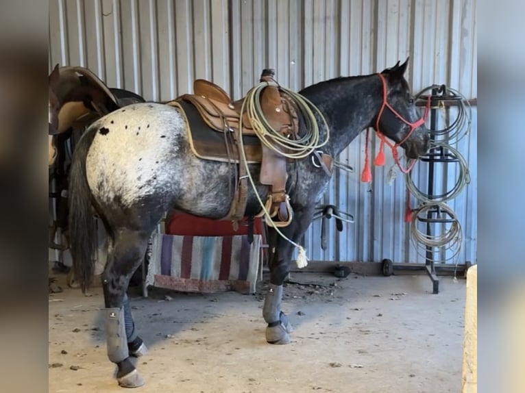 American Quarter Horse Wallach 6 Jahre 152 cm Rappe in Breckenridge TX