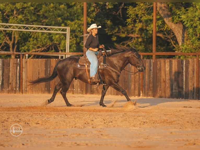 American Quarter Horse Wallach 6 Jahre 152 cm Rappe in Weatherford, TX