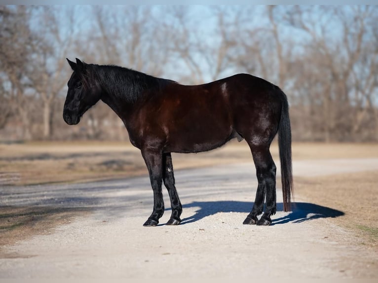 American Quarter Horse Wallach 6 Jahre 152 cm Rappe in Weatherford, TX