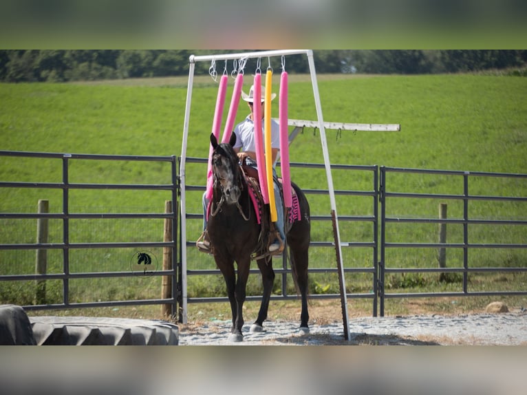 American Quarter Horse Wallach 6 Jahre 152 cm Rappe in Fredericksburg