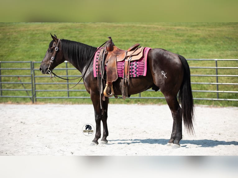 American Quarter Horse Wallach 6 Jahre 152 cm Rappe in Fredericksburg