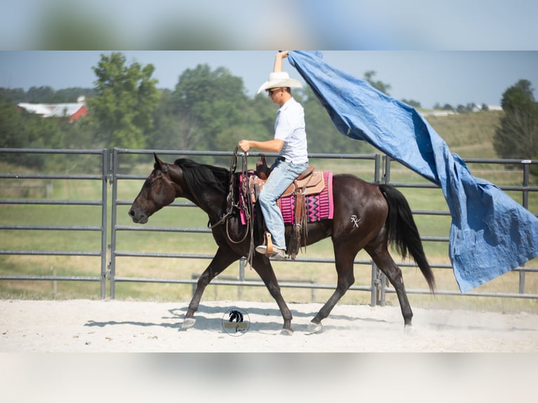 American Quarter Horse Wallach 6 Jahre 152 cm Rappe in Fredericksburg