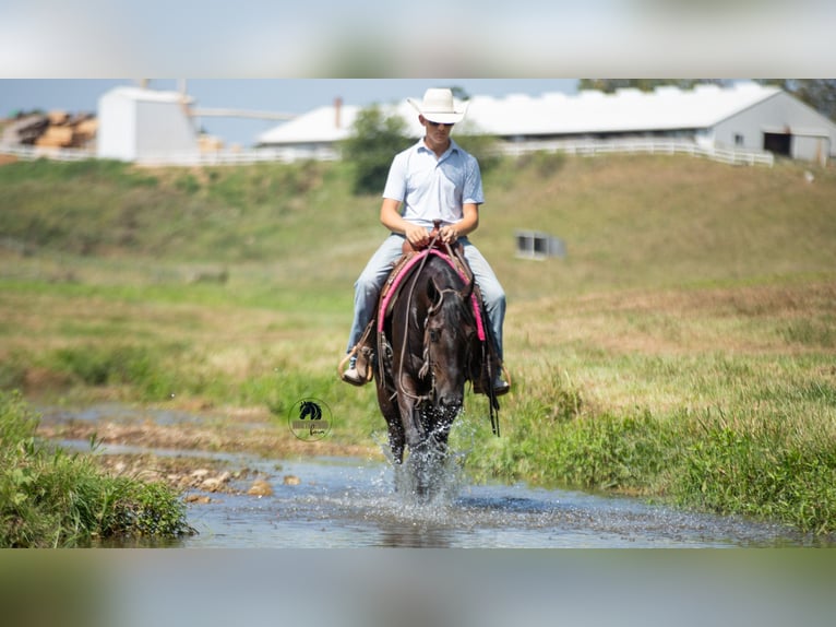 American Quarter Horse Wallach 6 Jahre 152 cm Rappe in Fredericksburg