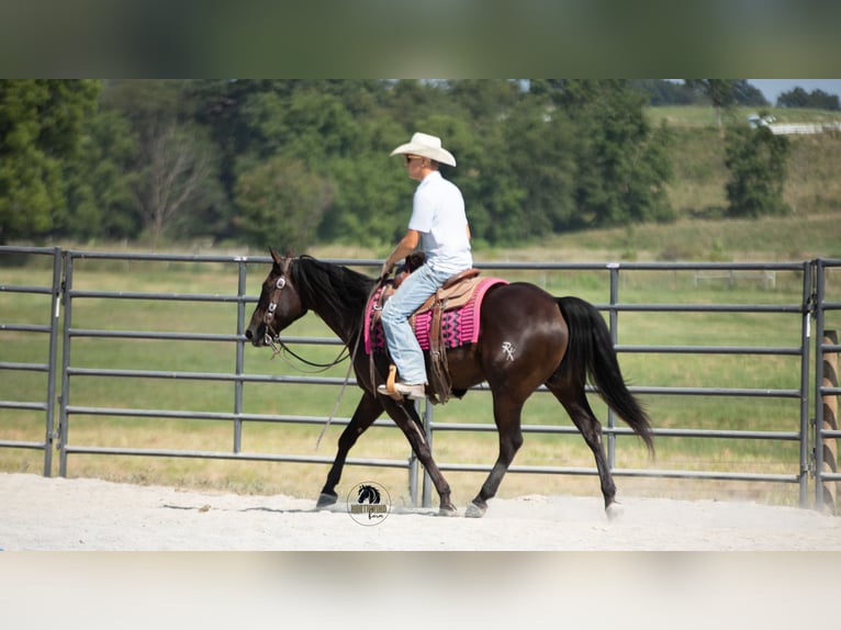 American Quarter Horse Wallach 6 Jahre 152 cm Rappe in Fredericksburg