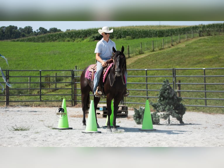 American Quarter Horse Wallach 6 Jahre 152 cm Rappe in Fredericksburg