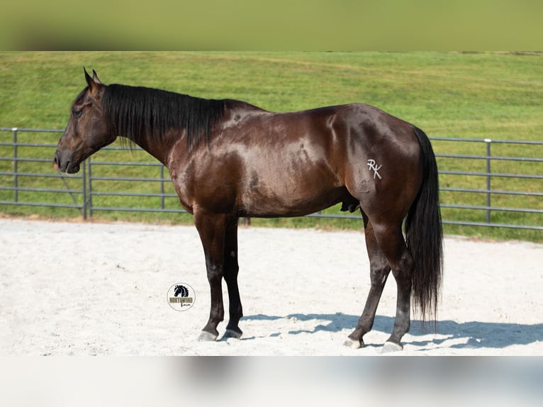 American Quarter Horse Wallach 6 Jahre 152 cm Rappe in Fredericksburg