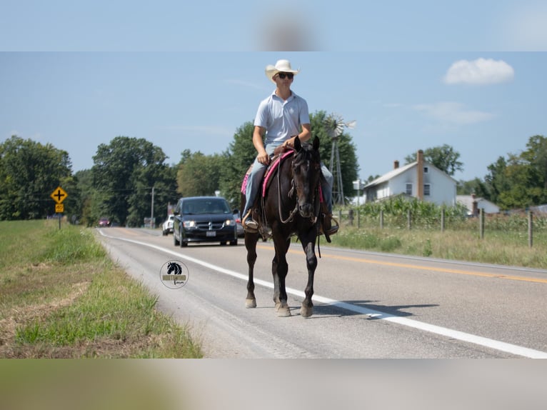 American Quarter Horse Wallach 6 Jahre 152 cm Rappe in Fredericksburg