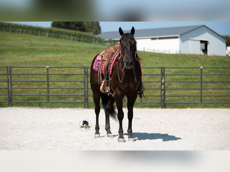 American Quarter Horse Wallach 6 Jahre 152 cm Rappe in Fredericksburg