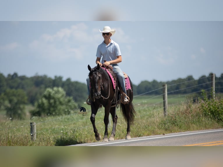 American Quarter Horse Wallach 6 Jahre 152 cm Rappe in Fredericksburg