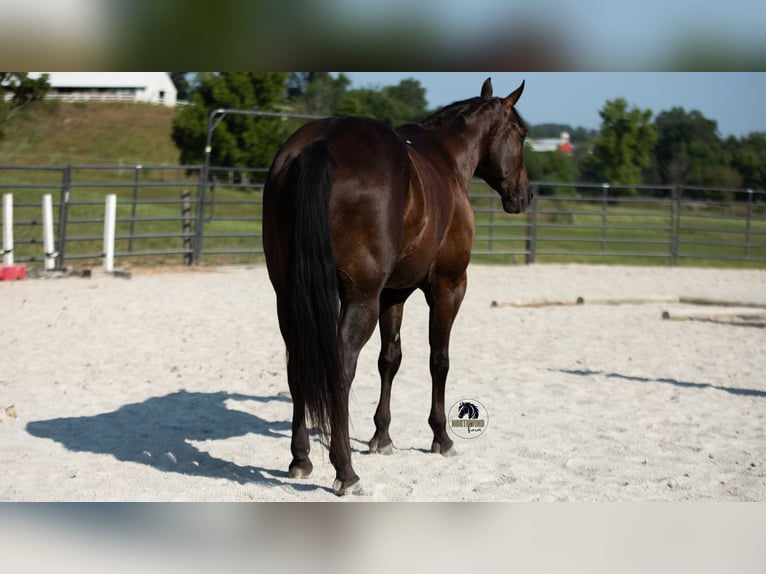 American Quarter Horse Wallach 6 Jahre 152 cm Rappe in Fredericksburg