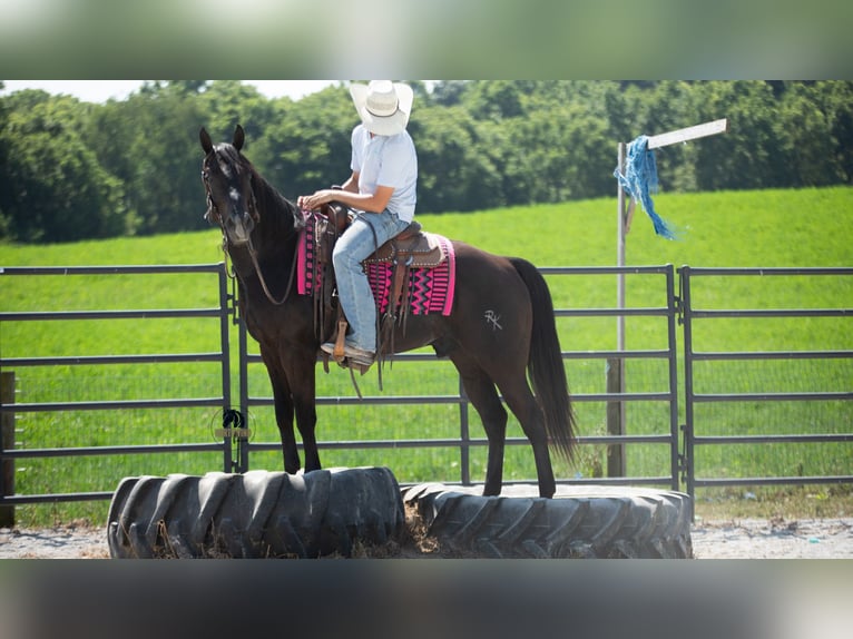 American Quarter Horse Wallach 6 Jahre 152 cm Rappe in Fredericksburg